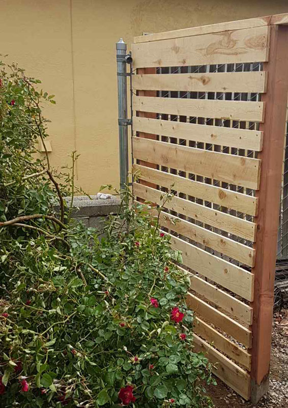 Wood-fence-roses Wood fence roses